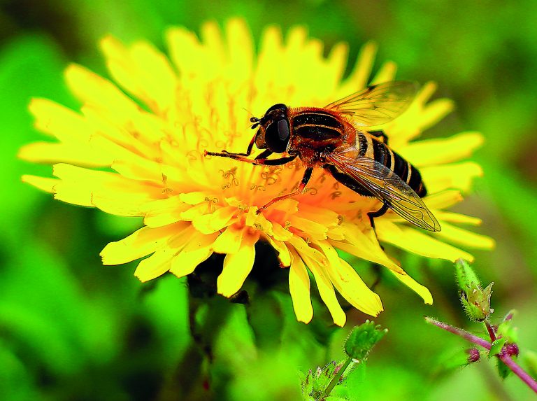 Πώς οι μέλισσες δίνουν πληροφορίες για την υγεία των κατοίκων μεγάλων πόλεων