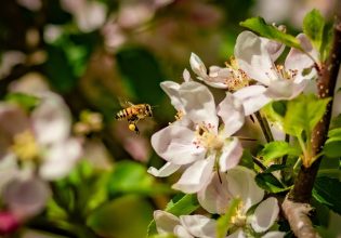 Μέλισσες: Πώς θα τις προστατέψετε από τους ανοιξιάτικους ψεκασμούς