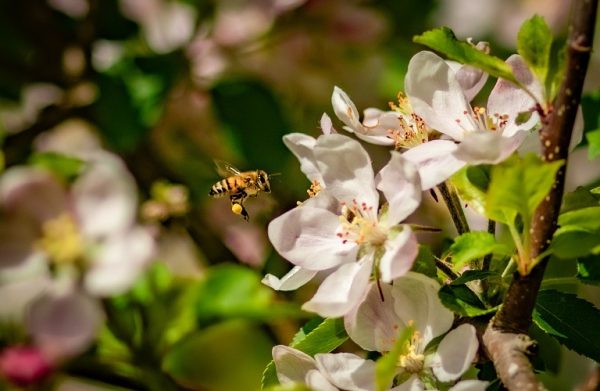Μέλισσες: Πώς θα τις προστατέψετε από τους ανοιξιάτικους ψεκασμούς