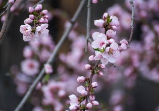Πυρηνόκαρπα: Γεωργικές προειδοποιήσεις για τις ανοιξιάτικες προσβολές