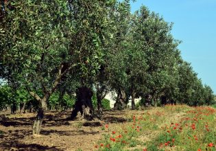 Ελιά: Ψεκασμοί για τις μυκητολογικές ασθένειες και τους εχθρούς