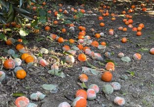 Ημαθία: Agropass αποζημιώσεις στους ροδακινοπαραγωγούς – Αντιδράσεις για την de minimis