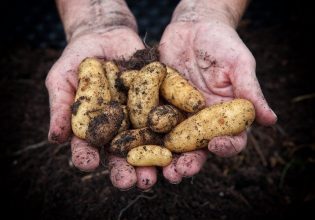 Καλαμάτα: Κινητοποίηση παραγωγών πατάτας για τις χαμηλές τιμές