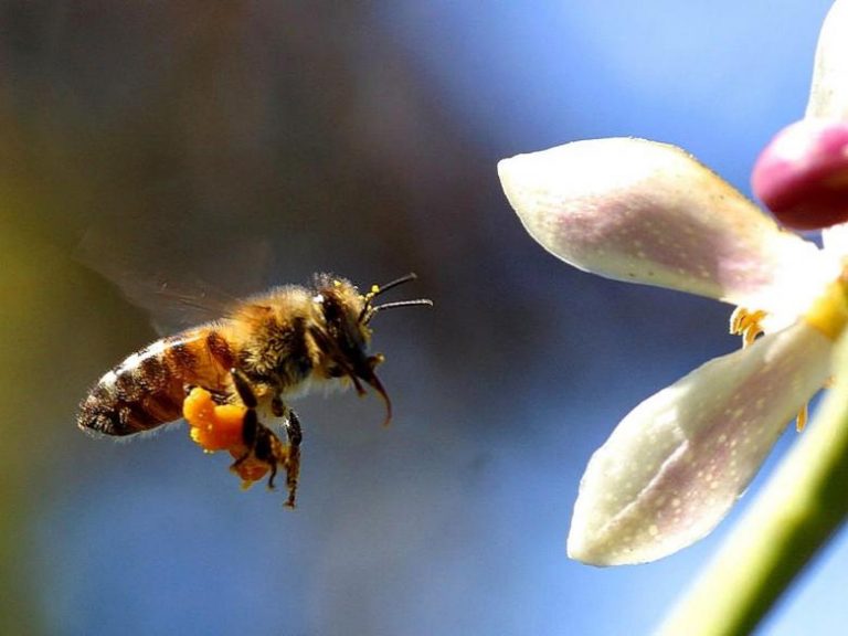To πρώτο εμβόλιο για μέλισσες μπορεί να αποτρέψει ζημιές δισεκατομμυρίων