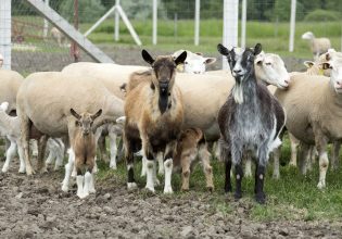 Καστοριά: Ξεκινούν εμβολιασμοί για τον μελιταίο πυρετό