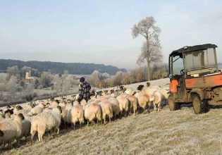 Κτηνοτρόφοι: Απαιτούν ελέγχους για τα εισαγόμενα αμνοερίφια