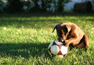 Τύφλα να ‘χει ο Μέσι – Σκύλος ντριμπλάρει καλύτερα και από τον Αργεντινό και γίνεται viral