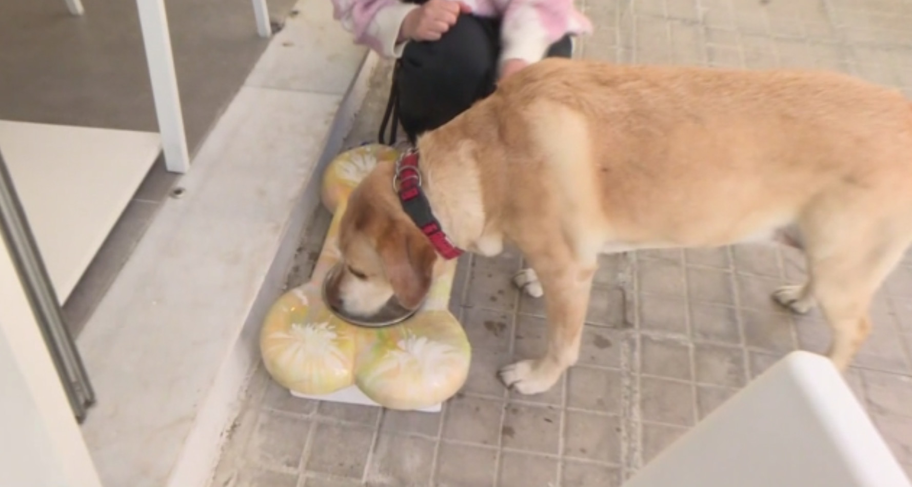 Το πρώτο καφέ για σκύλους άνοιξε στο Παγκράτι