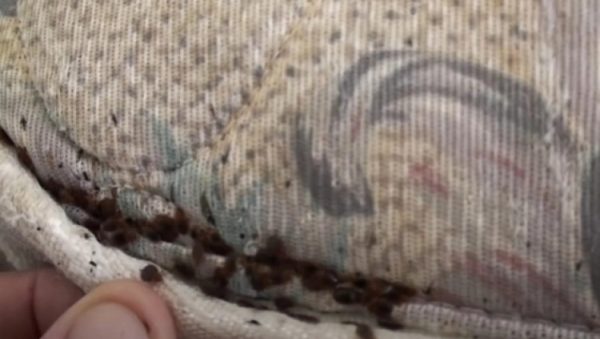 Τρομακτικό: Έτσι ζευγαρώνουν και γονιμοποιούνται οι κοριοί