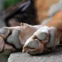 Αλμυρός Βόλου: Γέμισαν με φόλες την πόλη για να εξουδετερώσουν τα αδέσποτα σκυλιά