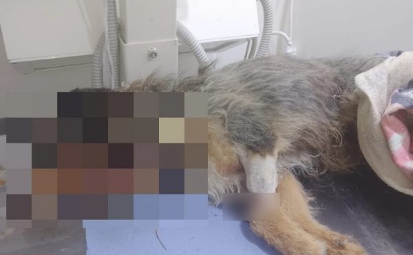 Σέρρες: Αδέσποτο σκυλί βρέθηκε νεκρό στα σκουπίδια - Το είχαν πυροβολήσει τουλάχιστον 10 φορές