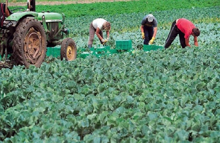 Greek farmers sound the alarm over land worker derth