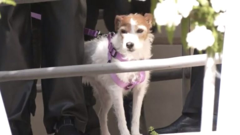 Τέμπη: Η συγκινητική ιστορία του «Τάβι» που αναζητούσε στα συντρίμμια τα αφεντικά του