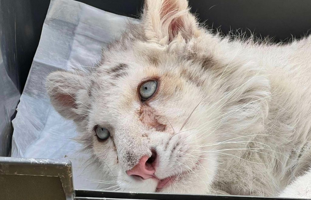 Παρέμβαση Εισαγγελέα ζητά φιλοζωική για το τιγράκι που βρέθηκε στα σκουπίδια