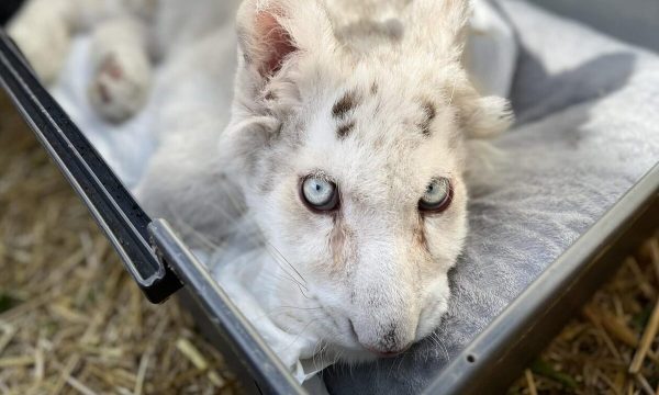 Επιτροπή 12 κτηνιάτρων θα δει το λευκό τιγράκι που βρέθηκε στα σκουπίδια