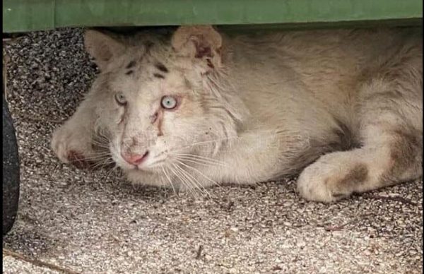 Ενδιαφέρον από κέντρο διάσωσης του εξωτερικού για το τιγράκι που βρέθηκε στα σκουπίδια