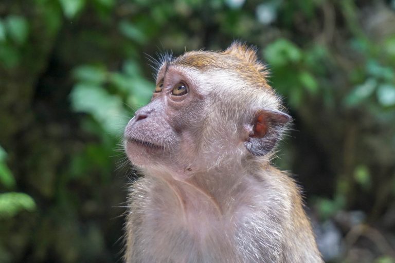 Ταϊλάνδη: Μποϊκοτάζ στα προϊόντα από καρύδα εξαιτίας… καταναγκαστικής εργασίας των μαϊμούδων