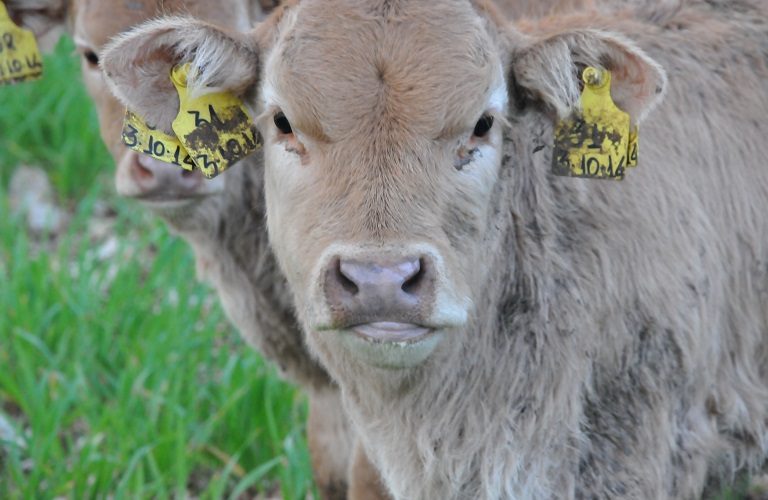 EFSA: «Όχι» στην απομόνωση των μοσχαριών