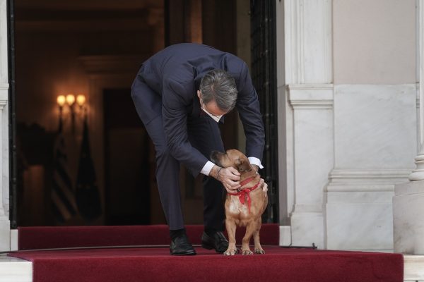 Παγκόσμια Ημέρα Αδέσποτων Ζώων: Το μήνυμα του Κυριάκου Μητσοτάκη – Η σημασία της υιοθεσίας