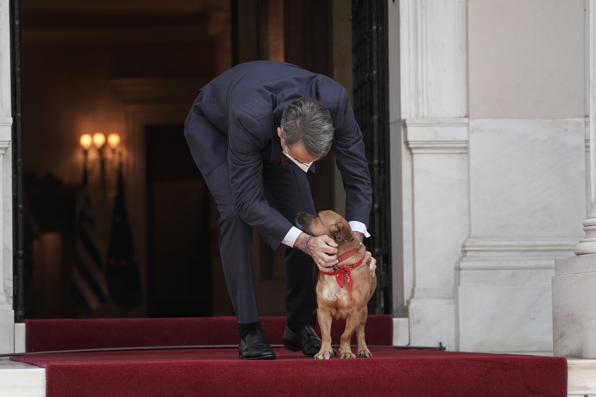 Παγκόσμια Ημέρα Αδέσποτων Ζώων: Το μήνυμα του Κυριάκου Μητσοτάκη – Η σημασία της υιοθεσίας