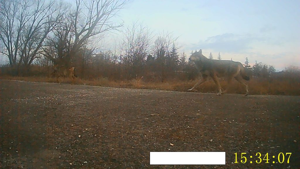 Λύκος: Κόβει βόλτες δίπλα σε νηπιαγωγείο στις Σέρρες – Δείτε βίντεο
