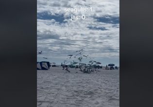 Λυσσασμένοι γλάροι στις ΗΠΑ επιτέθηκαν σε γυναίκα που λιαζόταν στην παραλία