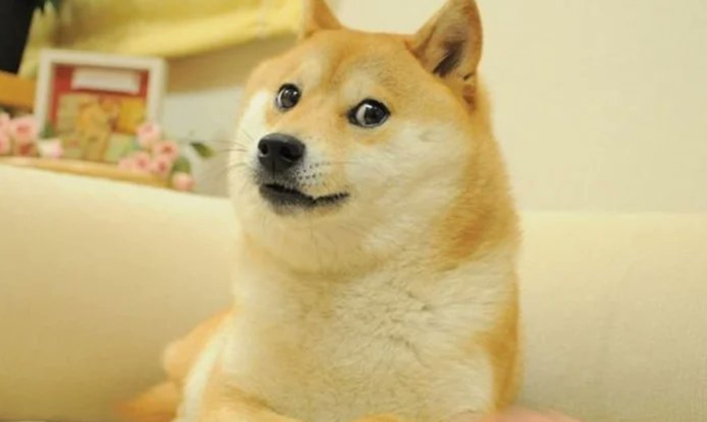 Kabosu: Ποιο είναι το σκυλί - μασκότ του Dogecoin που έγινε το νέο logo του Twitter