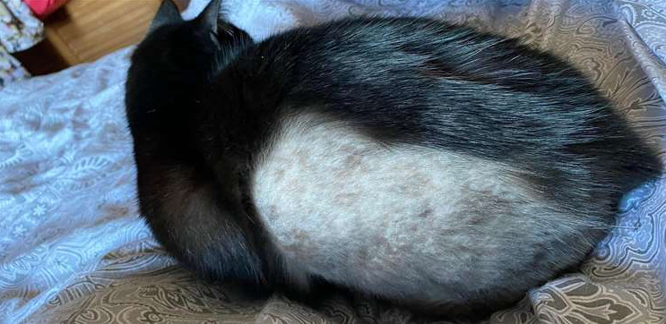 Άγνωστος ξυρίζει οικόσιτες γάτες σε διάφορα σημεία του σώματός τους στη Βρετανία