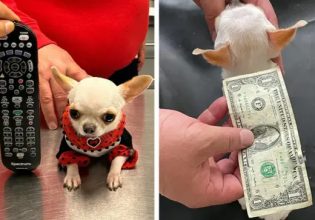 Γκίνες: Το μικρότερο σκυλάκι στον κόσμο είναι όσο ένα χαρτονόμισμα του ενός δολαρίου