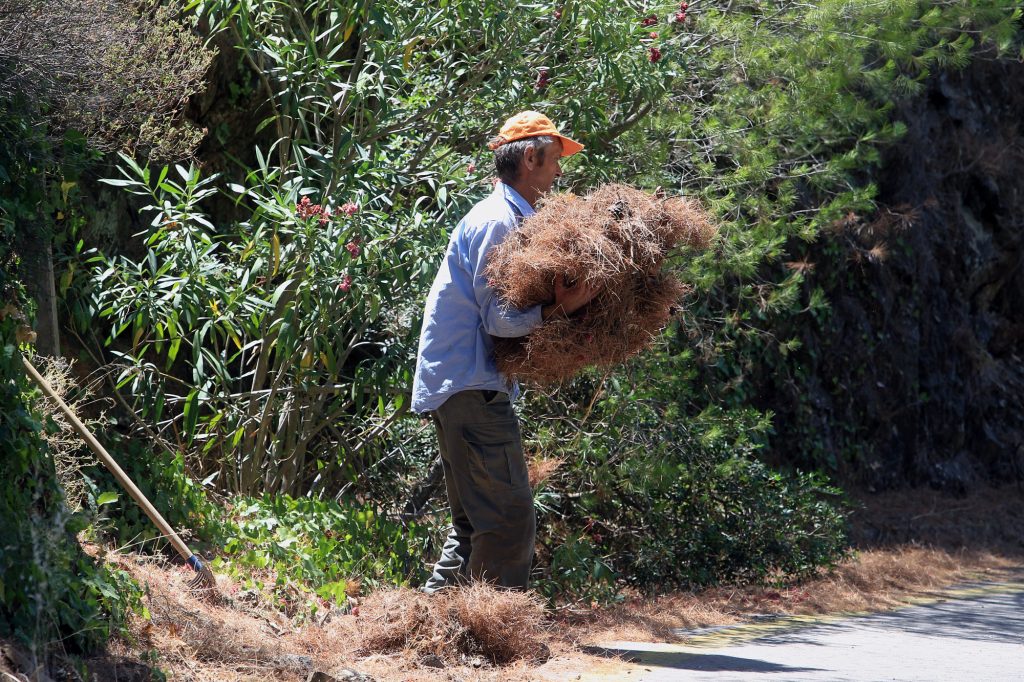 Ο δήμος Διονύσου καλεί τους δημότες για έγκαιρο καθαρισμό των οικοπέδων τους