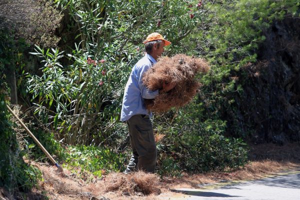 Ο δήμος Διονύσου καλεί τους δημότες για έγκαιρο καθαρισμό των οικοπέδων τους