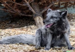 Θρίλερ με μυστηριώδες πλάσμα στους δρόμους της Βρετανίας – «Μείνετε μακριά»