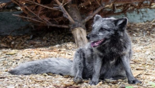 Θρίλερ με μυστηριώδες πλάσμα στους δρόμους της Βρετανίας – «Μείνετε μακριά»