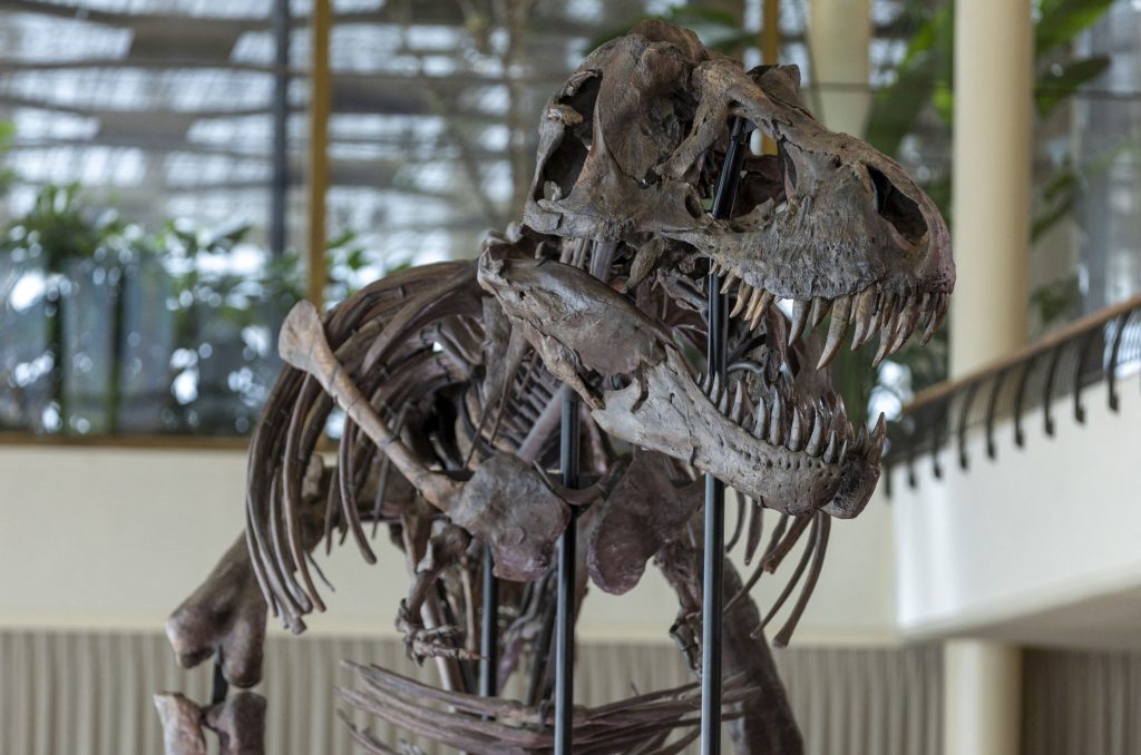 Τυρρανόσαυρος: Εξαιρετικά σπάνιος σκελετός δημοπρατήθηκε για 5,6 εκατ. ευρώ