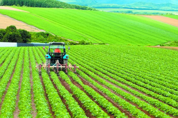 Αστικοί… αγρότες στους δημοτικούς λαχανόκηπους