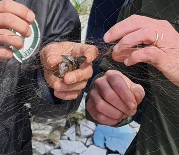 Εντόπισε και κατέστρεψε δίχτυα παγίδευσης πτηνών ο Περιβαλλοντικός Σύνδεσμος Δήμων Αθήνας Πειραιά