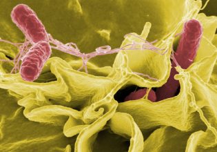 Μικροβίωμα: H δύναμη της ποικιλομορφίας