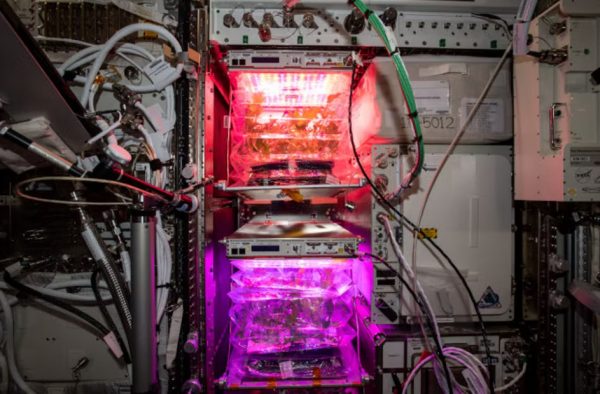 NASA: Έρχονται στη Γη οι πρώτες ντομάτες που καλλιεργήθηκαν στο Διάστημα