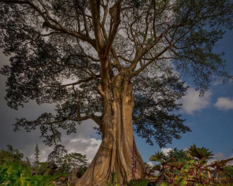 Ινδονησία: Συνελήφθη και απελαύνεται influencer που έβγαλε γυμνή φωτογραφία με ιερό δέντρο