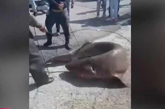 Αντιδράσεις για τη θανάτωση προστατευόμενου είδους καρχαρία από ψαράδες στην Ιεράπετρα