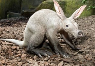 Γενετική σύγκριση με 240 είδη θηλαστικών ξετυλίγει την ανθρώπινη εξέλιξη