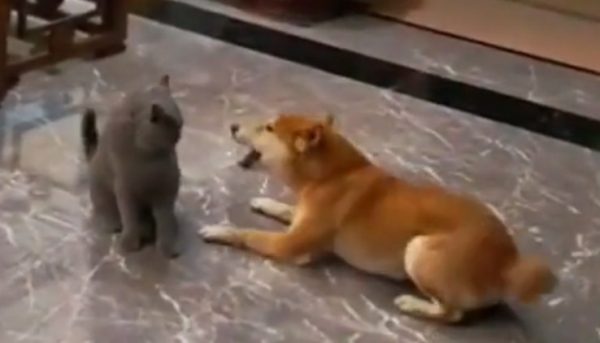 Σκύλος: Καβγαδίζει με ζόρικη γάτα και γίνεται… Καρουζέλ