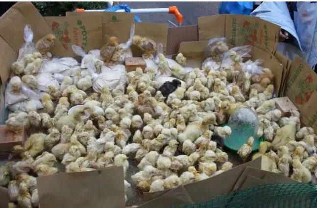 Προσπάθησαν να πουλήσουν νεογέννητα κοτοπουλάκια – Συνελήφθησαν δύο άνδρες