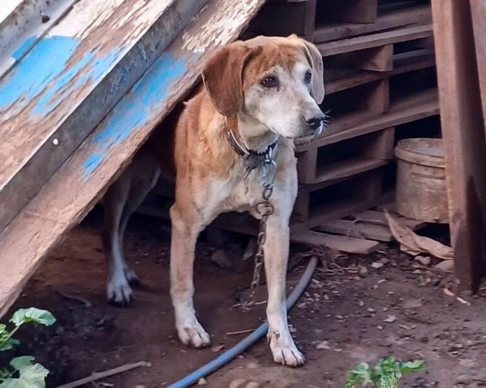 Δεμένα σε άθλιες συνθήκες βρέθηκαν 15 σκυλιά και ένα άλογο σε χωριό στα Χανιά – Συνελήφθη ο ιδιοκτήτης