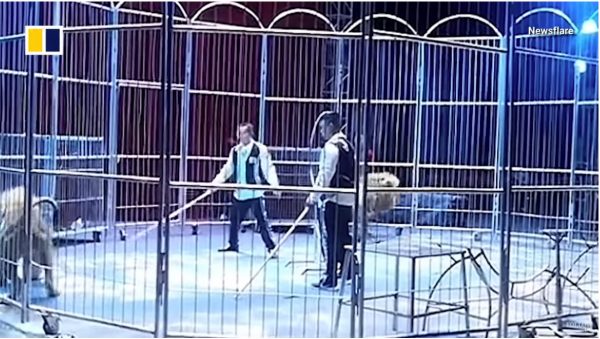 Τρόμος στην Κίνα: Τα λιοντάρια το έσκασαν από το κλουβί