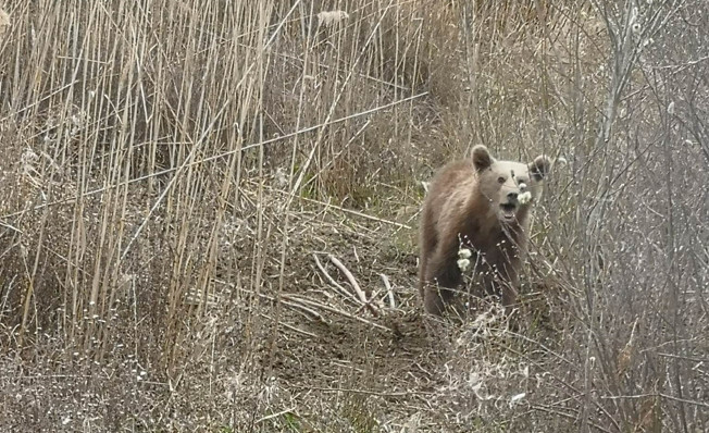 Σε συρμάτινη θηλιά πιάστηκε νεαρό αρκουδάκι στις Πρέσπες - Πώς το έσωσαν [εικόνες]