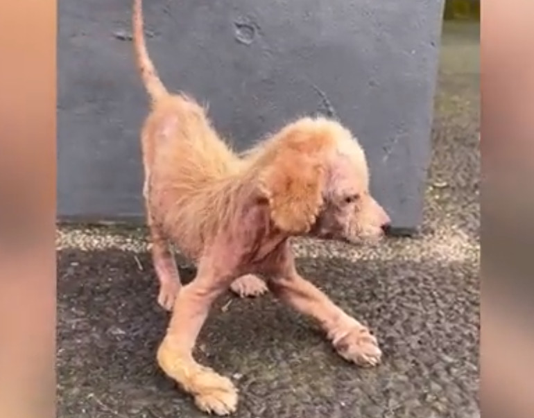 Σκύλος: Η απίστευτη μεταμόρφωση της Έιλα - Πώς σώθηκε από την ψώρα