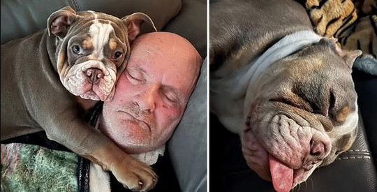 Daily Mail: Ο σκύλος του έφαγε το δάκτυλο του ποδιού του και του έσωσε τη ζωή