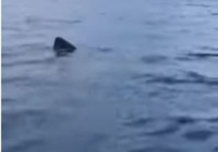 Η στιγμή που καρχαρίας στο Γύθειο κάνει κύκλους γύρω από βάρκα ψαράδων