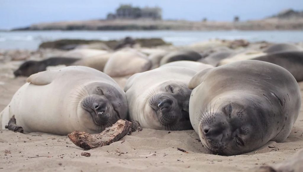 Βαθύς ύπνος: Γιατί οι θαλάσσιοι ελέφαντες κοιμούνται εκατοντάδες μέτρα από την επιφάνεια